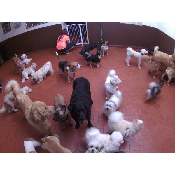 Babá para Cães Preços no Jardim Alice - Serviço de Dog Sitter Preço