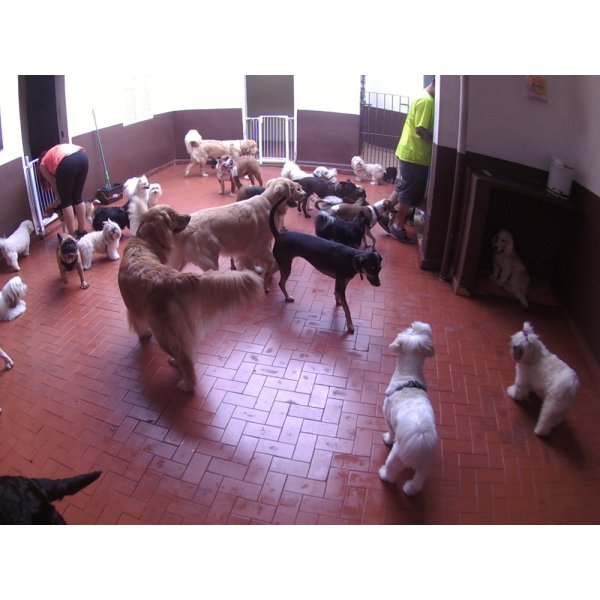 Babá para Cães Quanto Custa em City Butantã - Serviço de Dog Sitter Preço
