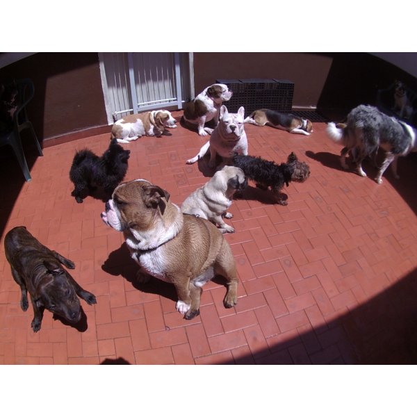 Como Contratar Day Care Canino no Jardim Brasil - Dog Care no Bairro Campestre