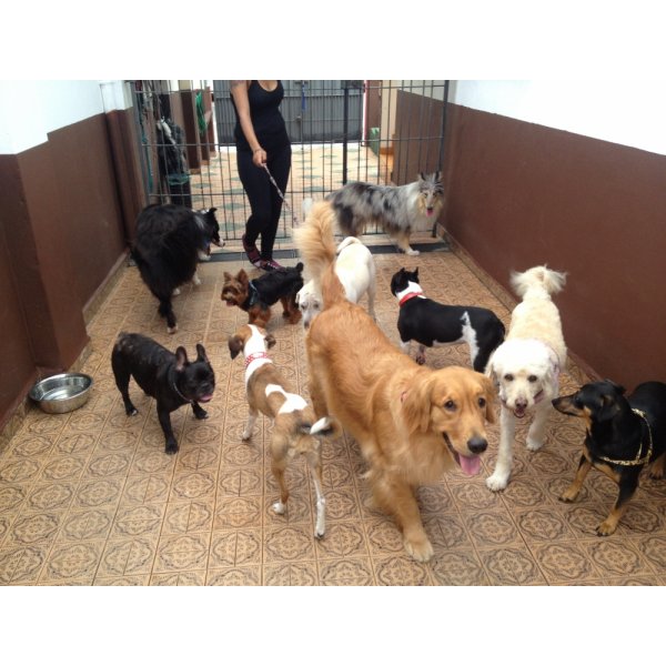 Contratar Adestrador Canino na Vila Buarque - Adestrador de Cães no Bairro Campestre