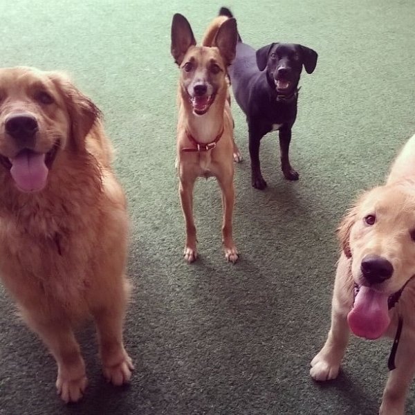 Contratar Adestrador de Cães em Americanópolis - Serviços de Adestradores de Cães