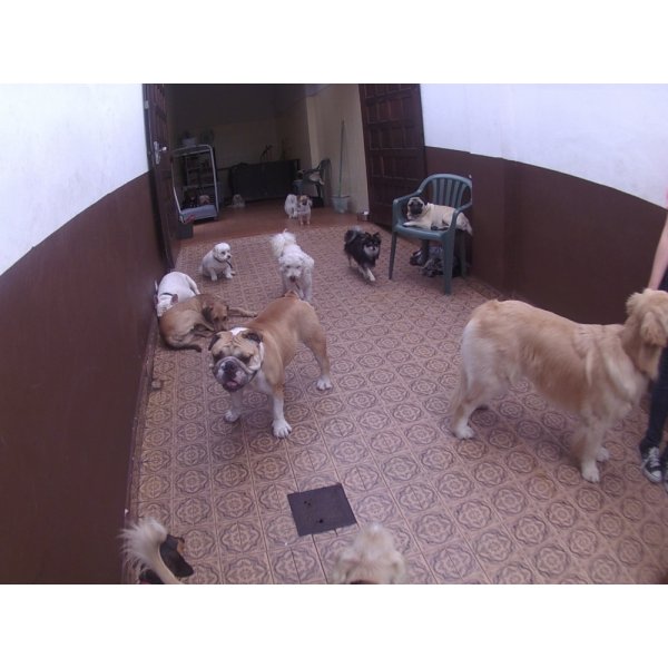 Contratar Daycare Cachorro na Bairro Paraíso - Daycare Cachorro
