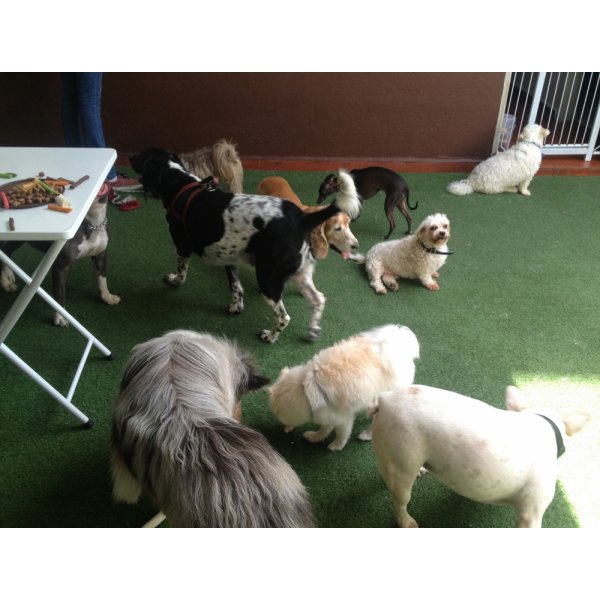Contratar Passeadores de Cachorros no Jardim Santo Antônio de Pádua - Dog Walker em São Caetano