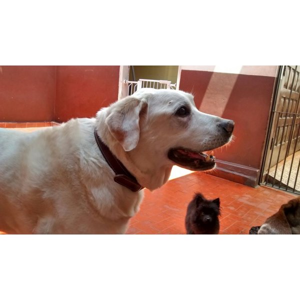 Contratar Serviço Dog Sitter no Jardim do Carmo - Serviço Dog Sitter