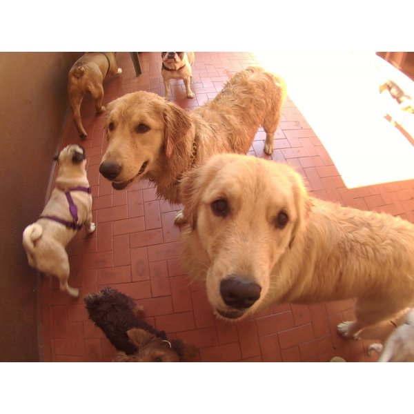 Contratar Serviços de Daycare Canino no Jardim Santa Emília - Serviço de Day Care para Cães