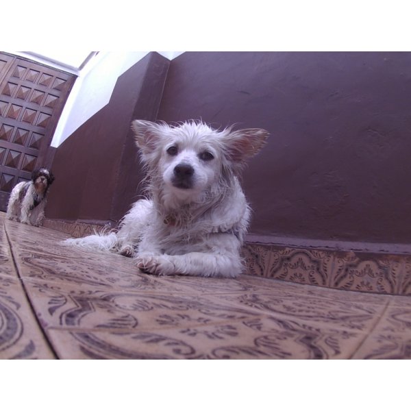 Day Care Canino Contratar na Santa Cruz - Dog Care no Bairro Jardim