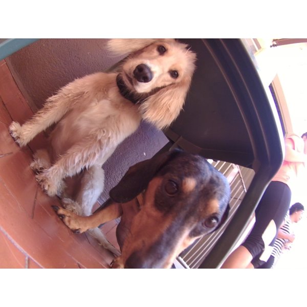 Day Care Canino na Vila Elisio - Day Care Dogs