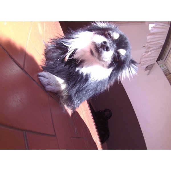 Day Care Canino Preço na Vila Rio Branco - Day Care Pet