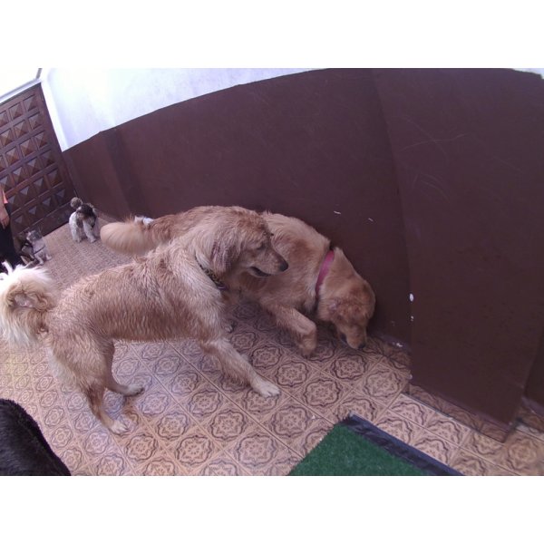 Day Care Canino Valores na Vila Alice - Dog Care no Bairro Campestre