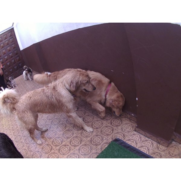 Day Care Canino Valores no Jardim Cordeiro - Day Care Dogs