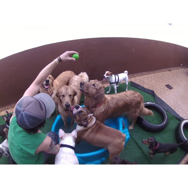 Daycare Cachorro com Valor Bom no Jardim Flórida - Dog Care em Santa Paula