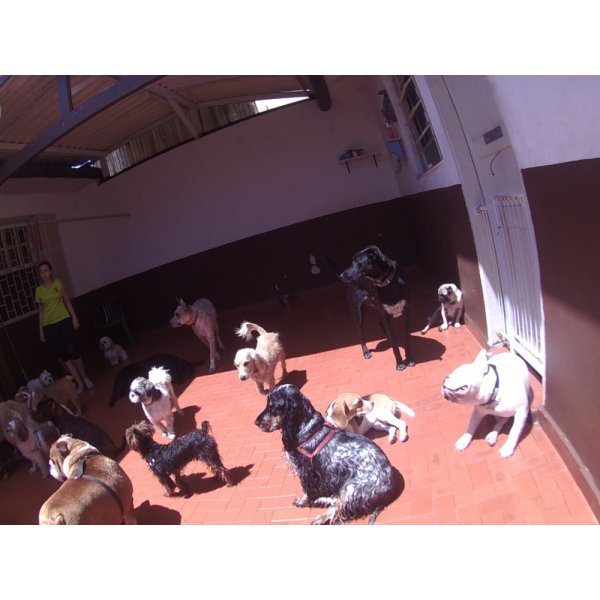 Daycare Cachorro na Chácara Paineiras - Dog Care em Santa Paula