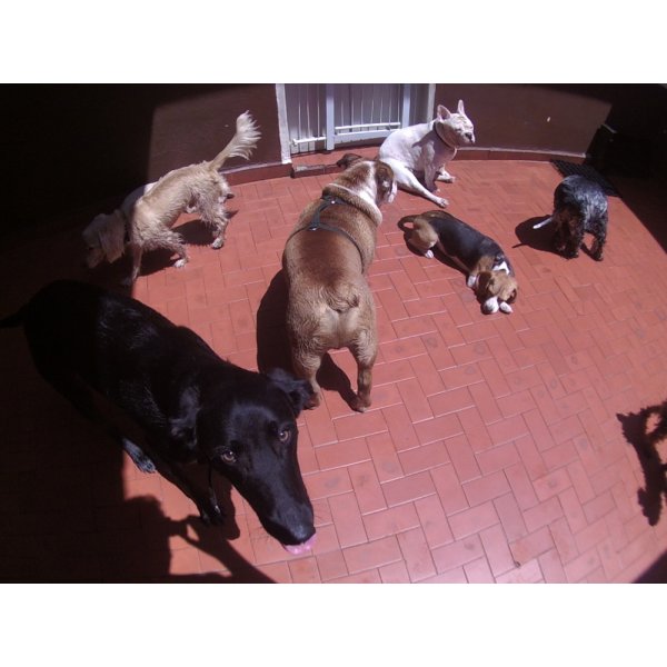 Daycare Cachorro na Vila Miranda - Daycare Cachorro