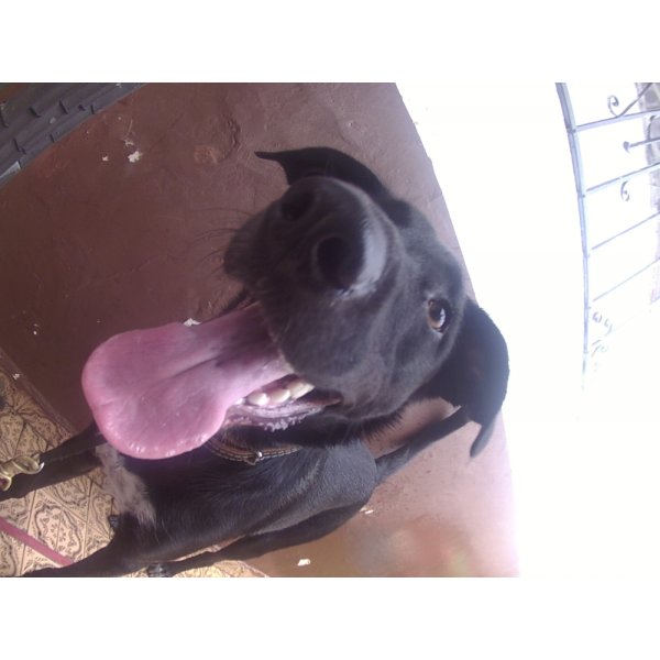 Daycare Cachorro no Jardim Magali - Daycare Cachorro