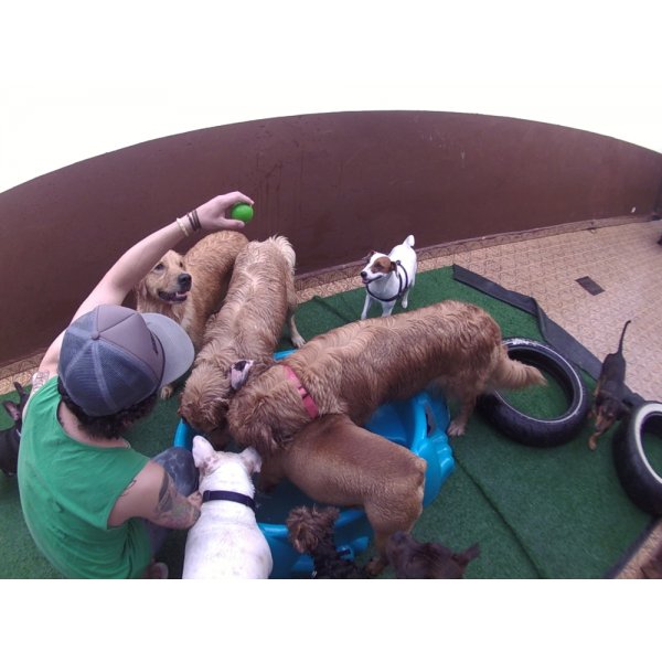 Daycare Cachorro Quanto Custa em Média no Parque Erasmo Assunção - Dog Care em Santa Paula