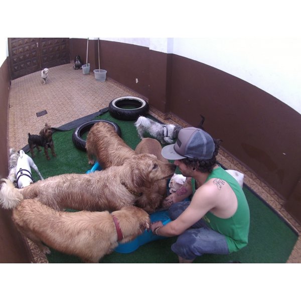 Daycare Cachorro Quanto Custa no Jardim Rizzo - Dog Care em Santa Paula