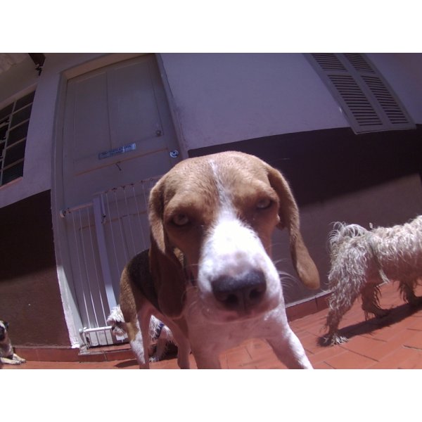 Daycare Cachorro Valores em Caxingui - Dog Care em Santa Paula