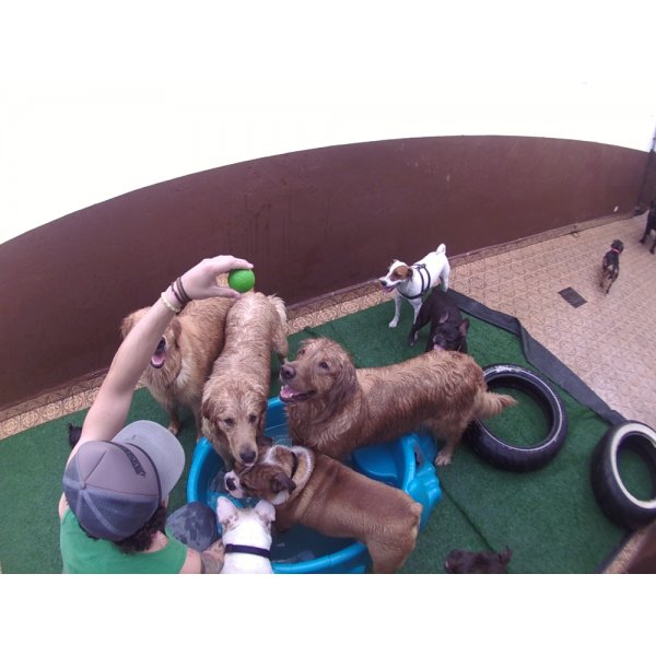 Daycare Cachorros no Jardim Oriental - Dog Care em Santa Paula