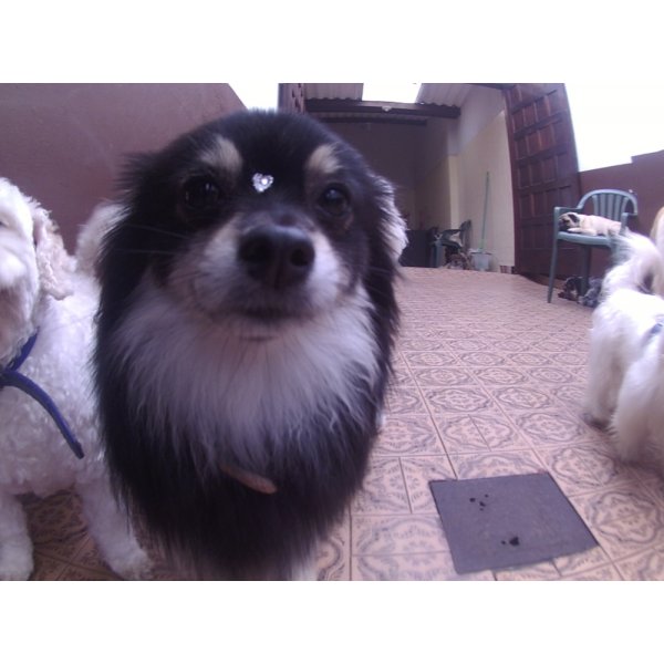 Daycare Cachorros Preços na Vila Firmiano Pinto - Dog Care no Bairro Olímpico