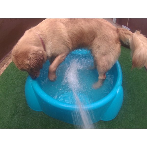 Daycare Cão em Mauá - Daycare Cachorro