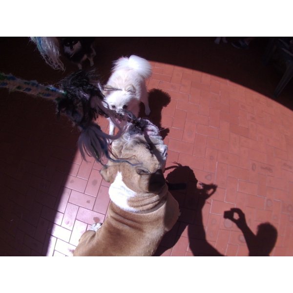 Daycare Pet na Vila Caravelas - Serviço de Daycare Canino