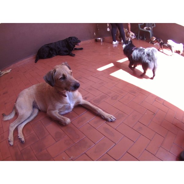 Daycare Pet no Jardim dos Jacarandás - Dog Care em Santo André