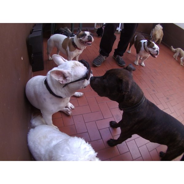 Daycare Pet Onde Encontro na Vila Anhangüera - Dog Care em Santa Maria