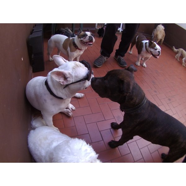 Daycare Pet Onde Encontro no Jardim Santa Cristina - Dog Care no Bairro Barcelona