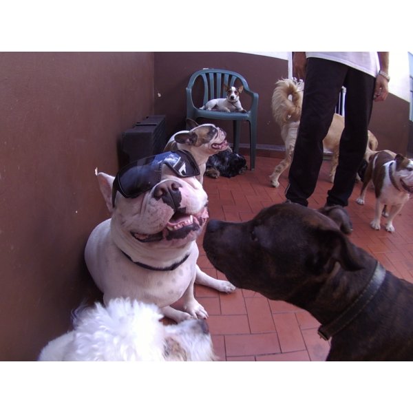 Daycare Pet Onde Tem na Vila Azevedo - Dog Care em Santo André