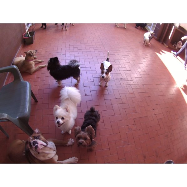 Daycare Pet Preço na Vila Santa Tereza - Pet Day Care