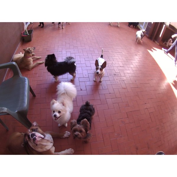 Daycare Pet Preço no Jardim Bela Vista - Dog Care em Santa Maria