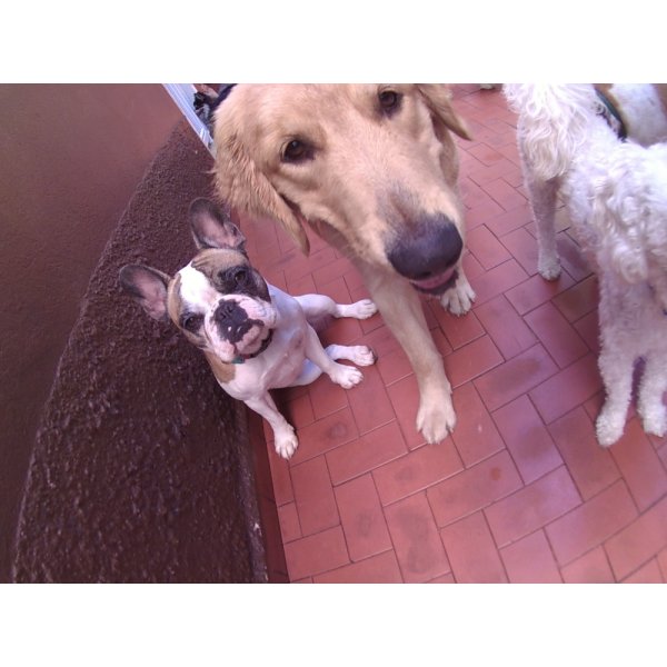Daycare Pet Preços na Vila Fláquer - Dog Care em Santo André
