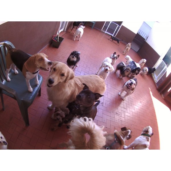 Daycare Pet Quanto Custa em Média na Vila Alpina - Dog Care em Santo André