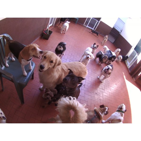 Daycare Pet Quanto Custa em Média no Jardim Leônidas Moreira - Daycare para Cães