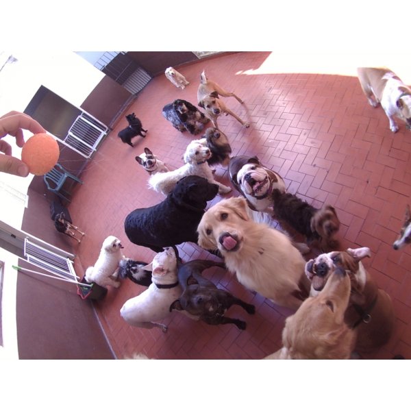 Daycare Pet Quanto Custa na Vila Cristália - Pet Day Care