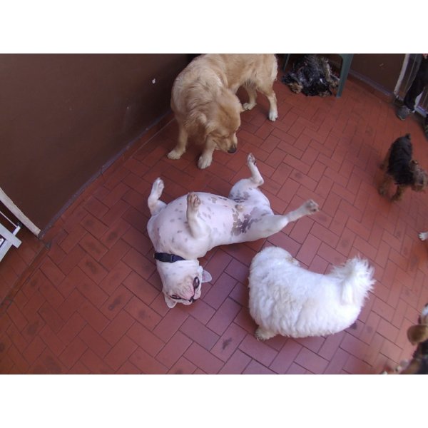Daycare Pet Quero Contratar na Cidade Universitária - Dog Care em Santo André
