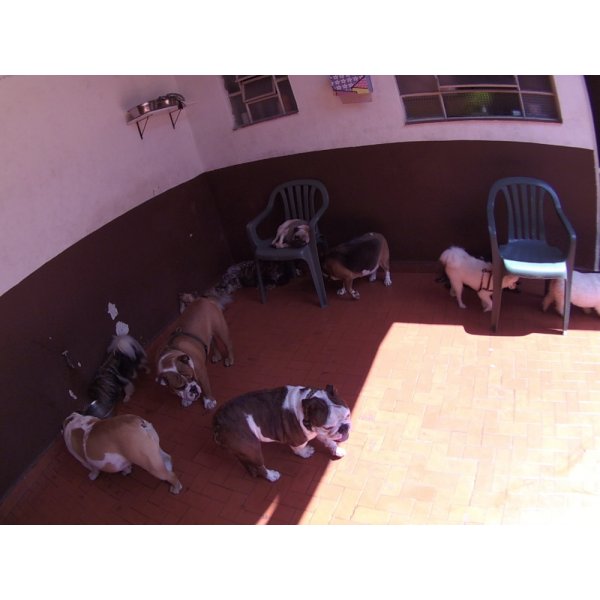 Daycare Pet Valor no Jardim Santa Emília - Day Care Cachorro