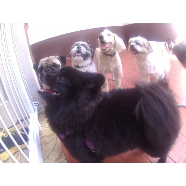 Daycare Pets na Vila Nova Iorque - Dog Care em São Caetano
