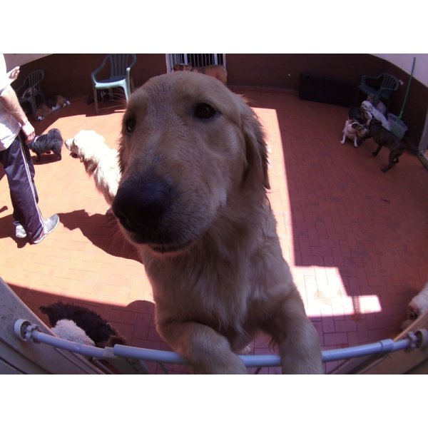 Dog Care com Valor Baixo na Vila Linda - Dog Care em Santo André