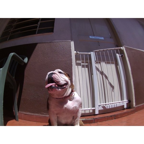 Dog Care com Valor Bom na Vila Nogueira - Day Care Cachorro