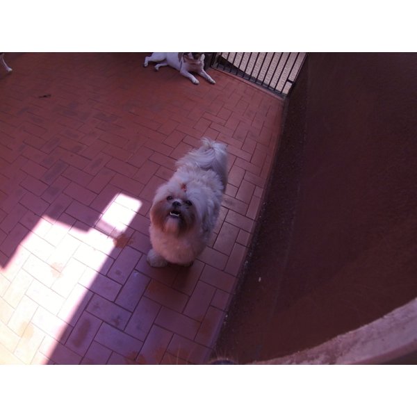 Dog Care Contratar em Ferrazópolis - Dog Care no Bairro Barcelona