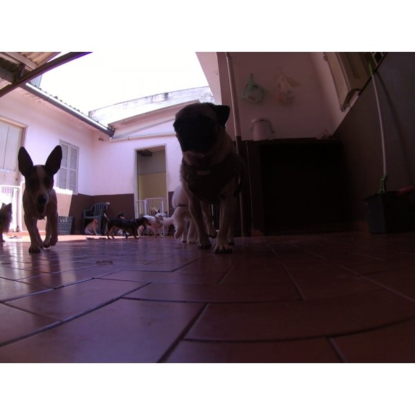 Dog Care na Chácara Monte Alegre - Pet Day Care