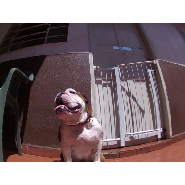 Dog Care Valor na Vila da Saúde - Dog Care no Bairro Barcelona