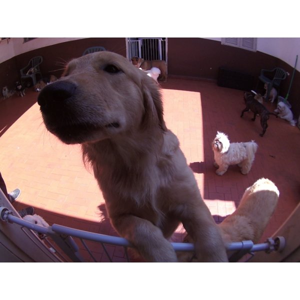 Dog Care Valores na Vila Santo Estéfano - Daycare Pet