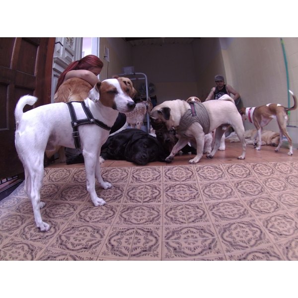 Dog Sitter Contratar no Jardim Caravelas - Empresa de Babás para Cães