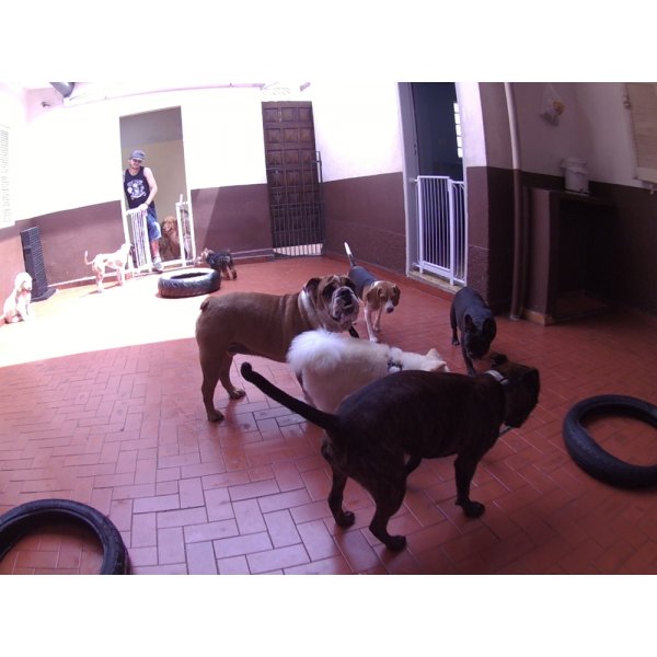Dog Sitter Onde Encontrar no Jardim Santa Emília - Babá para Cães Preço