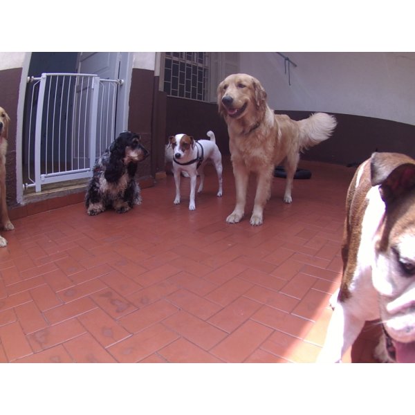 Dog Sitter Preço no Real Parque - Dog Sitter em Santo André