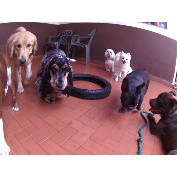 Dog Sitter Preços na Vila Santa Tereza - Serviço de Dog Sitter
