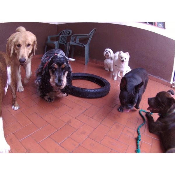 Dog Sitter Preços na Vila São Rafael - Babá para Cães