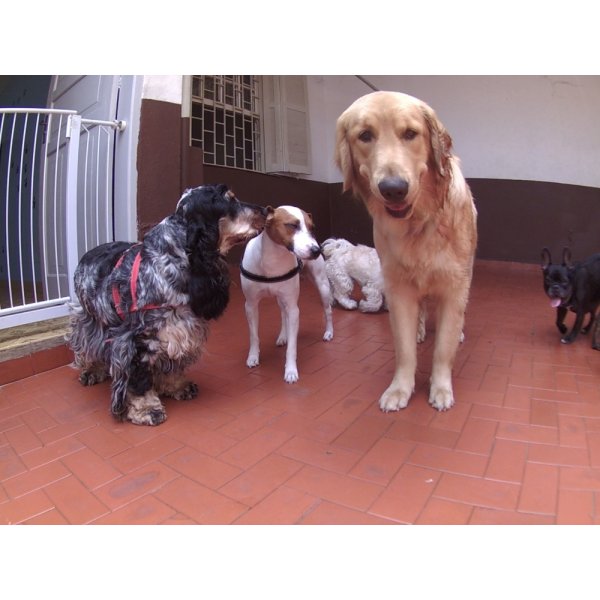 Dog Sitter Qal Empresa Oferece na Santa Efigênia - Dog Sitter no Bairro Barcelona